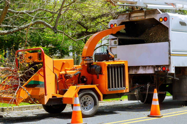 How Our Tree Care Process Works  in  Baywood, NY