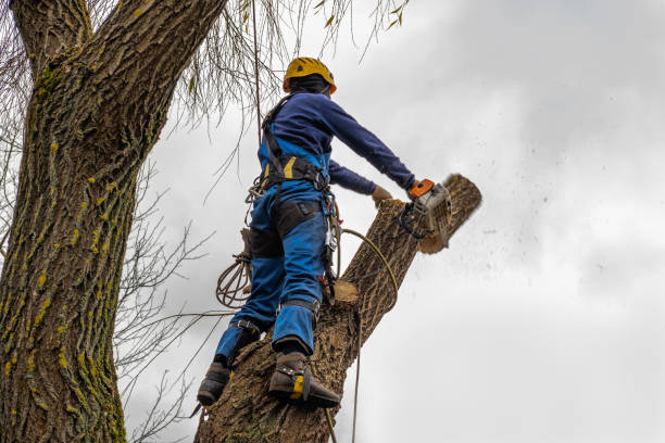 Trusted Baywood, NY Tree Removal Experts